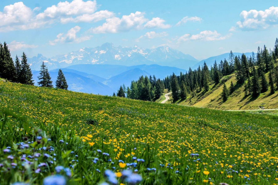 kraeuter-wiese-wandern