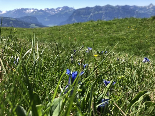 Kneipp Aktiv Club Gaissau - Kräuterwanderung Baumgartner Höhe