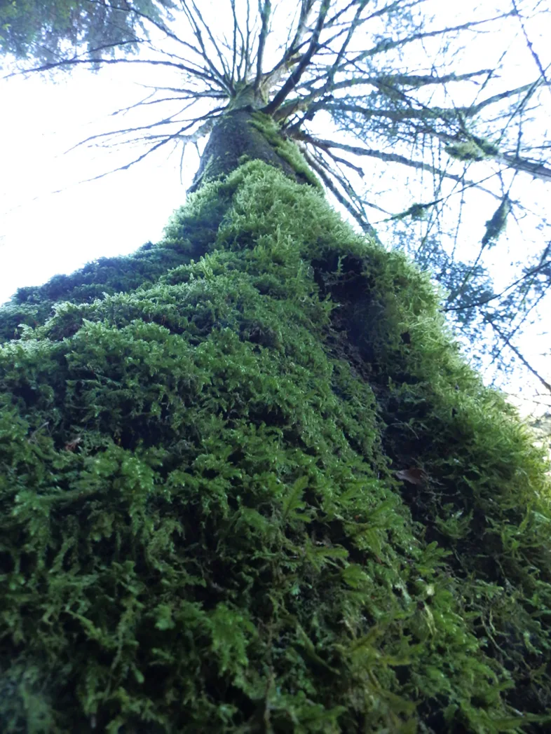 Moosbewachsener Baum in der Bürserschlucht - Wanderung des KAC Bludenz