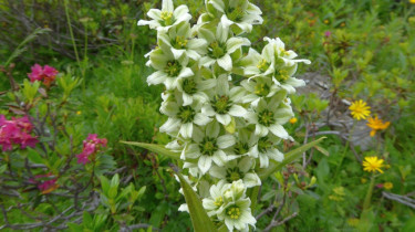 Landeswandertag_2018_Diedamskopf_11