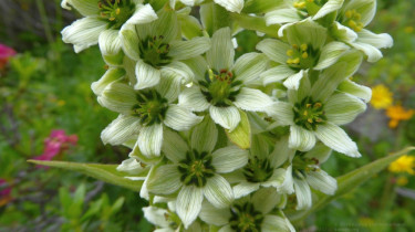 Landeswandertag_2018_Diedamskopf_12