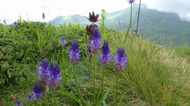 Landeswandertag_2018_Diedamskopf_13