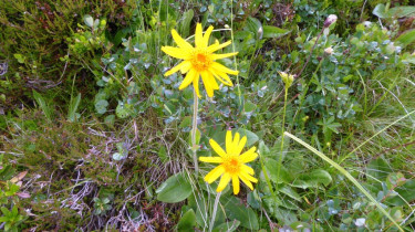 Landeswandertag_2018_Diedamskopf_17