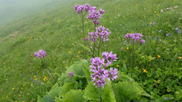 Landeswandertag_2018_Diedamskopf_23
