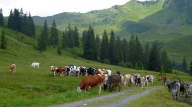 Landeswandertag_2018_Diedamskopf_24