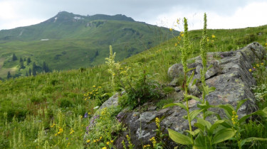 Landeswandertag_2018_Diedamskopf_31