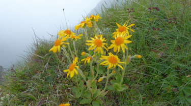 Landeswandertag_2018_Diedamskopf_33