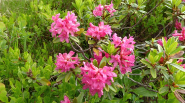 Landeswandertag_2018_Diedamskopf_5