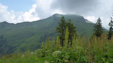 Landeswandertag_2018_Diedamskopf_9