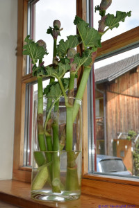 KAC Sibratsgfaell 50 Jahr Jubilaeum 0206