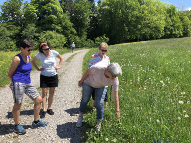 KAC Riefensberg Kraeuterwanderung 2019  4393
