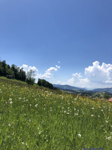 KAC Riefensberg Kraeuterwanderung 2019  4395