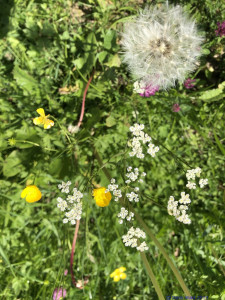 KAC Riefensberg Kraeuterwanderung 2019  4402