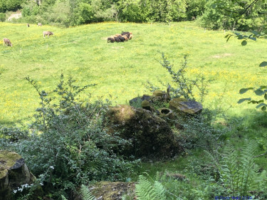 KAC Riefensberg Kraeuterwanderung 2019  4404