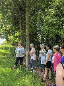 KAC Riefensberg Kraeuterwanderung 2019  4406