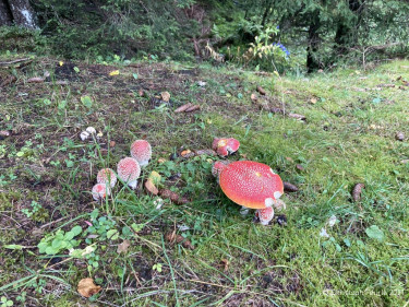 Kneipp_LV_Vorarlberg_Wandertag_Georg_Jillich_2217