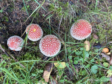 Kneipp_LV_Vorarlberg_Wandertag_Georg_Jillich_2219