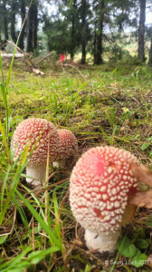 Kneipp_LV_Vorarlberg_Wandertag_Georg_Jillich_133131