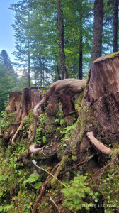 Kneipp_LV_Vorarlberg_Wandertag_Georg_Jillich_180138