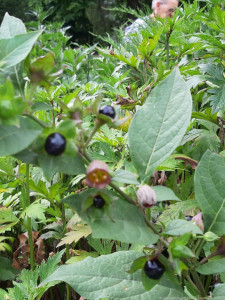 KAC Hohenems Bad Woerishofen 26