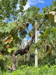 Kneipp-LV-Vorarlberg-Pilgerwanderung-Bildstein_3948