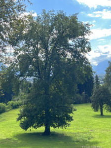 Kneipp-LV-Vorarlberg-Pilgerwanderung-Bildstein_3961