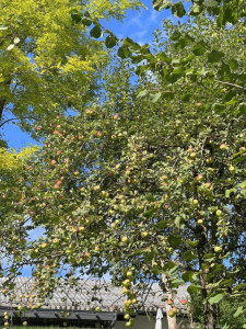 Kneipp-LV-Vorarlberg-Pilgerwanderung-Bildstein_3964