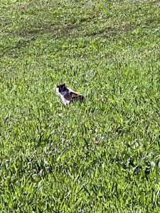 Kneipp-LV-Vorarlberg-Pilgerwanderung-Bildstein_3967