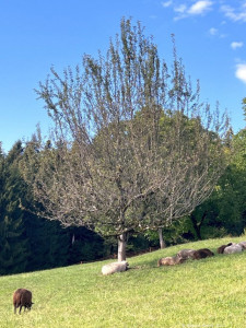 Kneipp-LV-Vorarlberg-Pilgerwanderung-Bildstein_3969