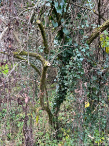 LV Kneipp Vorarlberg Raeuchern In Die Dunkle Zeit 19 11 2022 15 13 30