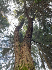 LV Kneipp Vorarlberg Raeuchern In Die Dunkle Zeit 19 11 2022 15 14 48