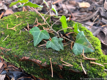 LV Kneipp Vorarlberg Raeuchern In Die Dunkle Zeit 19 11 2022 15 16 51