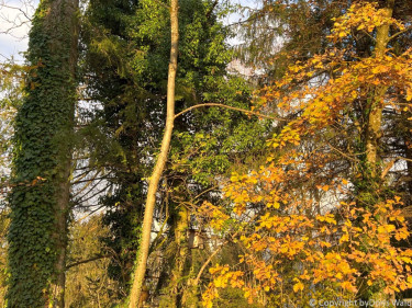 LV Kneipp Vorarlberg Raeuchern In Die Dunkle Zeit 19 11 2022 15 44 22