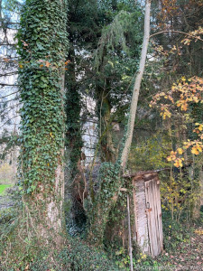LV Kneipp Vorarlberg Raeuchern In Die Dunkle Zeit 19 11 2022 16 06 00