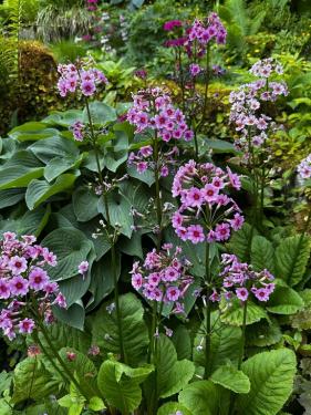 Gartenbesichtigung 3